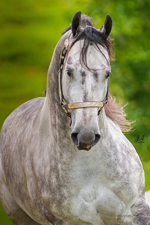 APOLLO DEL RANCHO